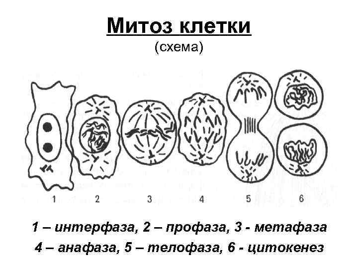 Деление клеток схема