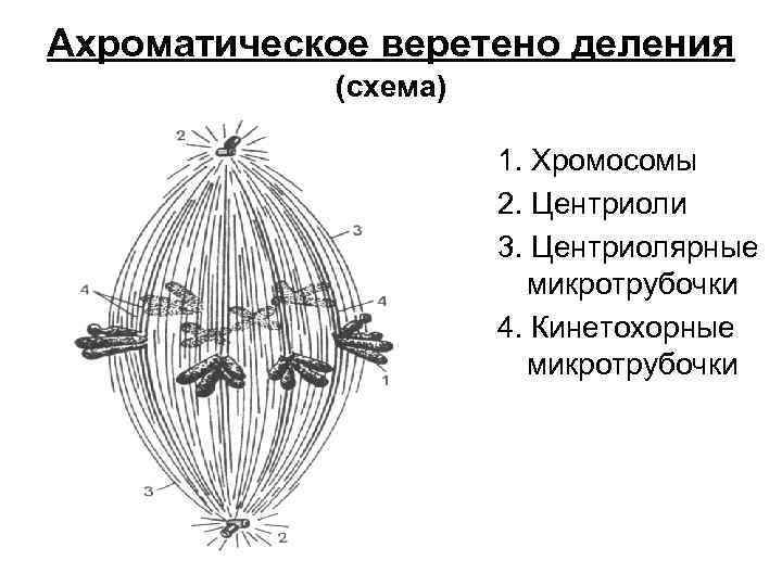 Ахроматическое веретено деления (схема) 1. Хромосомы 2. Центриоли 3. Центриолярные микротрубочки 4. Кинетохорные микротрубочки
