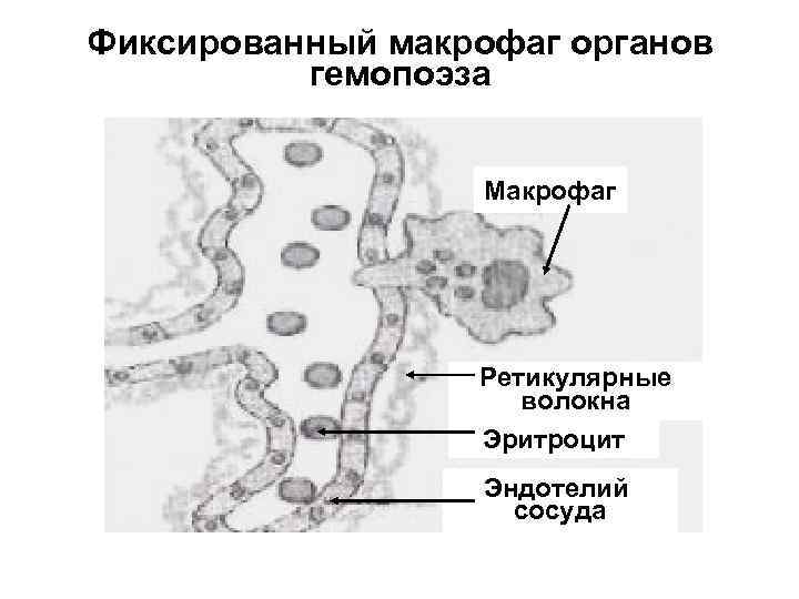 Фиксированный макрофаг органов гемопоэза Макрофаг Ретикулярные волокна Эритроцит Эндотелий сосуда 