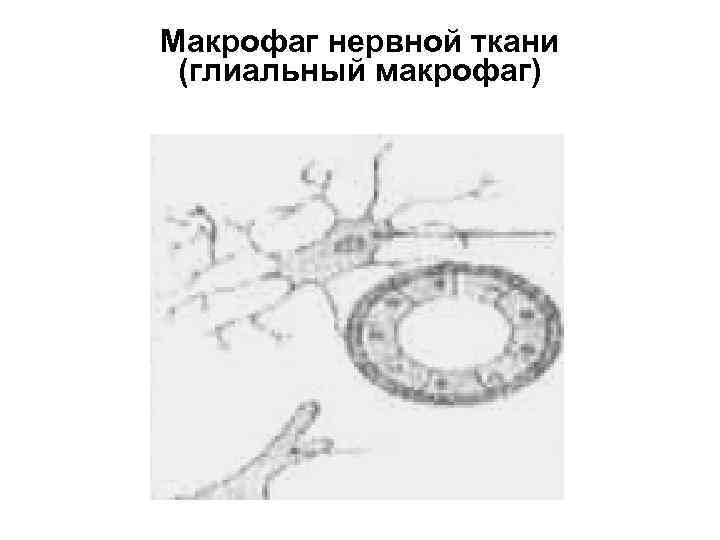 Макрофаг нервной ткани (глиальный макрофаг) 