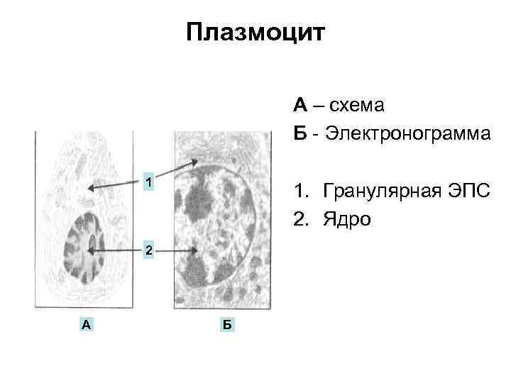 Схема строения плазмоцита