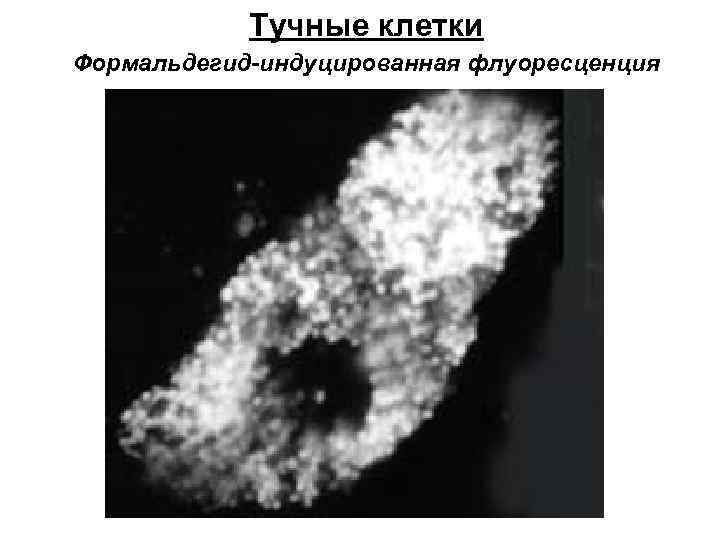 Тучные клетки Формальдегид-индуцированная флуоресценция 