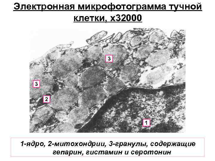 Электронная микрофотограмма тучной клетки, х32000 3 3 2 1 1 -ядро, 2 -митохондрии, 3