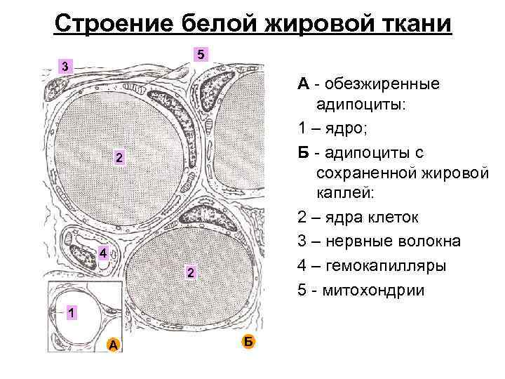 Белая жировая ткань рисунок