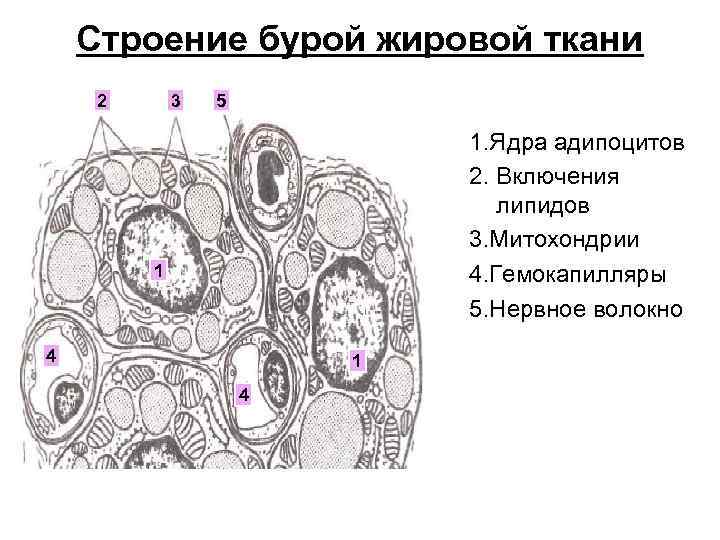 Белая жировая ткань рисунок