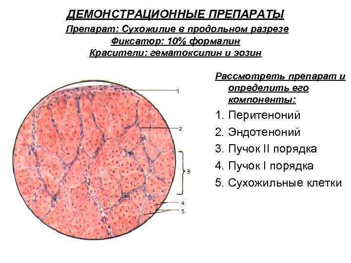 ДЕМОНСТРАЦИОННЫЕ ПРЕПАРАТЫ Препарат: Сухожилие в продольном разрезе Фиксатор: 10% формалин Красители: гематоксилин и эозин