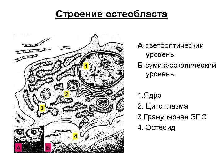 Строение остеобласта 1 2 1. Ядро 2. Цитоплазма 3. Гранулярная ЭПС 4. Остеоид 3