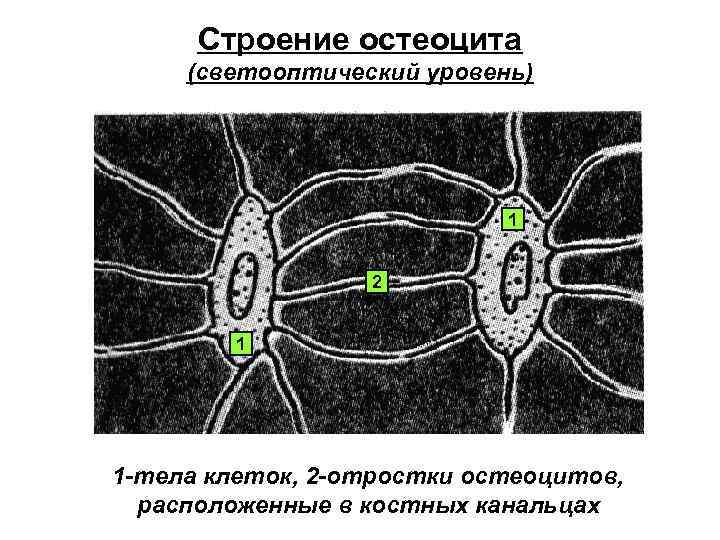 Строение остеоцита (светооптический уровень) 1 2 1 1 -тела клеток, 2 -отростки остеоцитов, расположенные