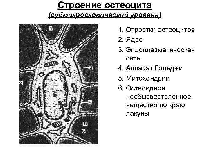 Строение остеоцита (субмикроскопический уровень) 1. Отростки остеоцитов 2. Ядро 3. Эндоплазматическая сеть 4. Аппарат