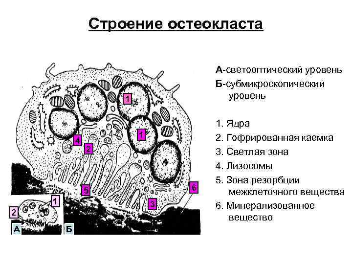 Схема строение остеокласта