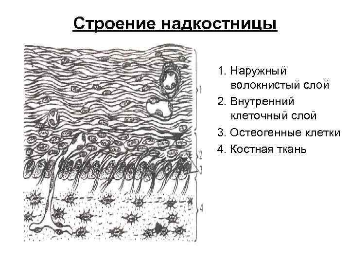 Строение надкостницы 1. Наружный волокнистый слой 2. Внутренний клеточный слой 3. Остеогенные клетки 4.