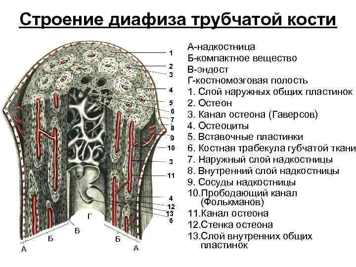 Строение диафиза трубчатой кости 1 2 3 4 5 6 7 8 9 10