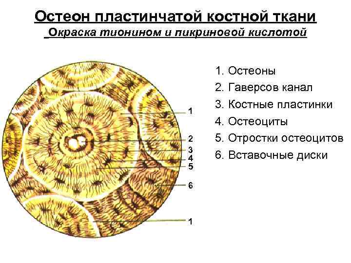 Остеон пластинчатой костной ткани Окраска тионином и пикриновой кислотой 1 2 3 4 5