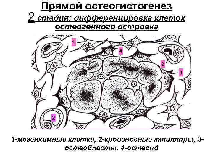 Прямой остеогистогенез 2 стадия: дифференцировка клеток остеогенного островка 1 4 2 3 2 1