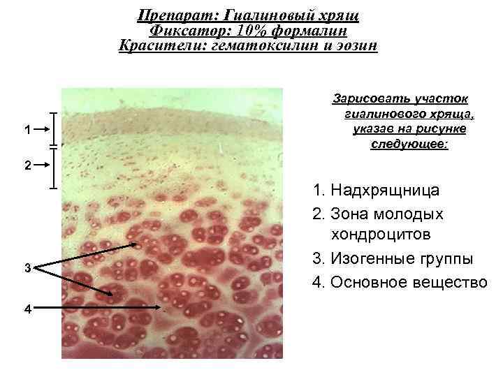 Препарат: Гиалиновый хрящ Фиксатор: 10% формалин Красители: гематоксилин и эозин 1 Зарисовать участок гиалинового