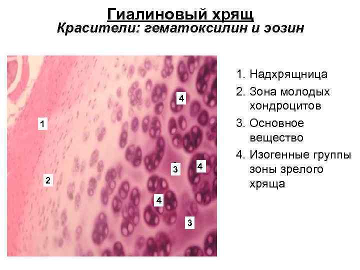 Гиалиновый хрящ Красители: гематоксилин и эозин 4 1 4 3 2 4 3 1.