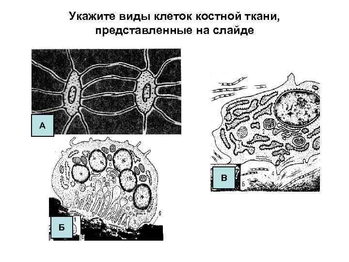 Укажите виды клеток костной ткани, представленные на слайде А В Б 