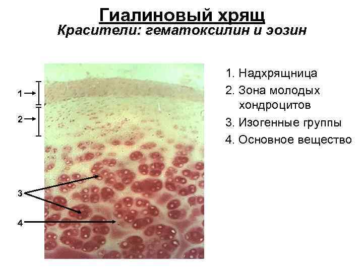 Гиалиновый хрящ Красители: гематоксилин и эозин 1 2 3 4 1. Надхрящница 2. Зона