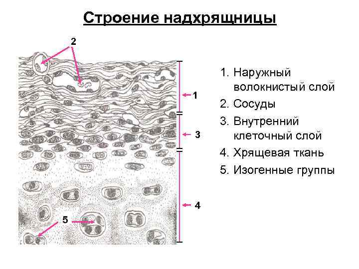 Строение надхрящницы 2 1 3 4 5 1. Наружный волокнистый слой 2. Сосуды 3.