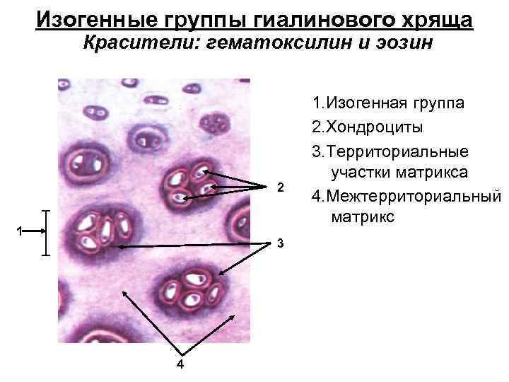 Изогенные группы гиалинового хряща Красители: гематоксилин и эозин 2 1 3 4 1. Изогенная