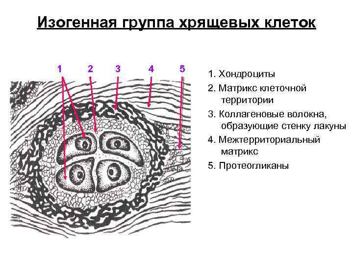 Изогенная группа хрящевых клеток 1 2 3 4 5 1. Хондроциты 2. Матрикс клеточной