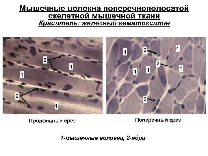 Ткань языка