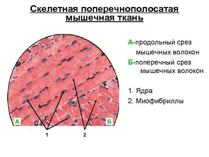 Ядро поперечно полосатой скелетной мышечной ткани