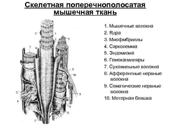 1 схема ультрамикроскопического строения основной обонятельной области