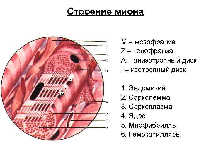 Саркоплазма