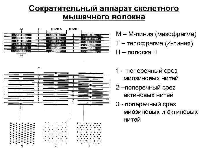 Нарисуйте электрограмму мпп скелетно мышечного волокна