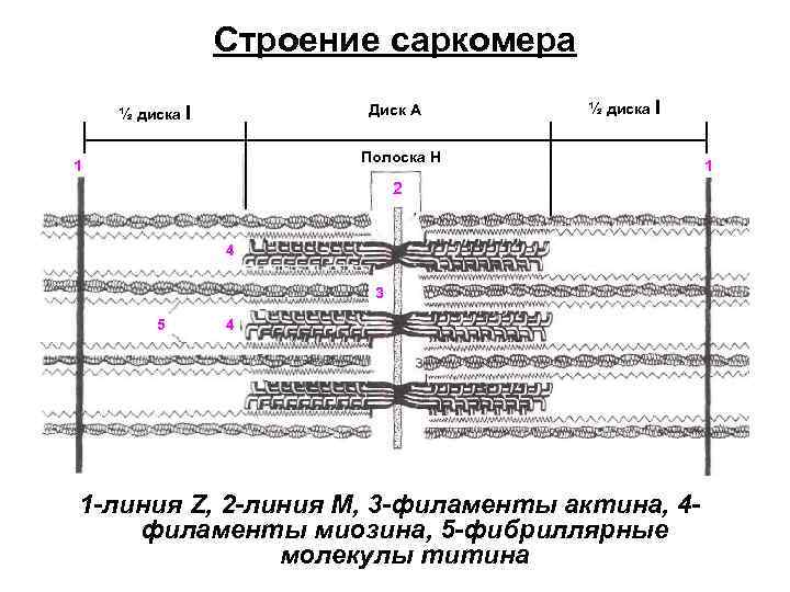 Схема организации саркомера