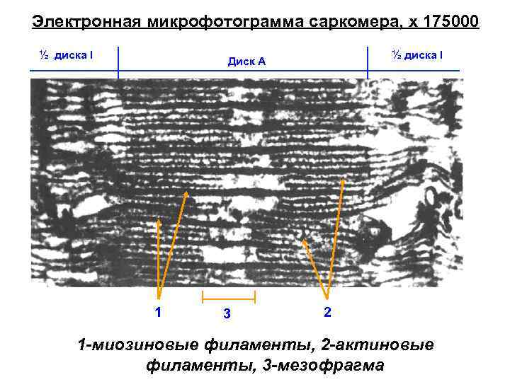 Электронная микрофотограмма саркомера, х 175000 ½ диска I Диск А 1 3 2 1