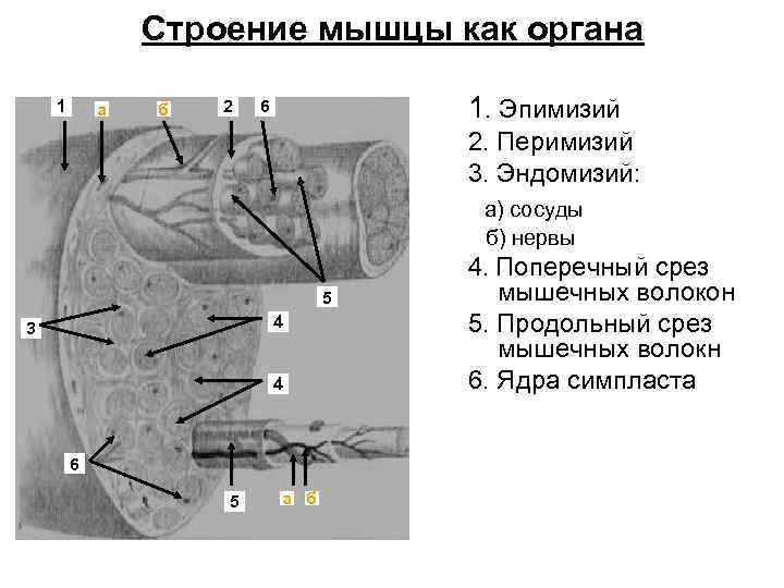 Строение мышцы как органа 1 а б 2 1. Эпимизий 6 2. Перимизий 3.