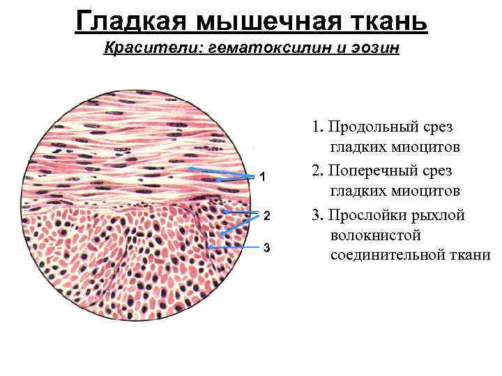 Гладкая мышечная ткань в дерме