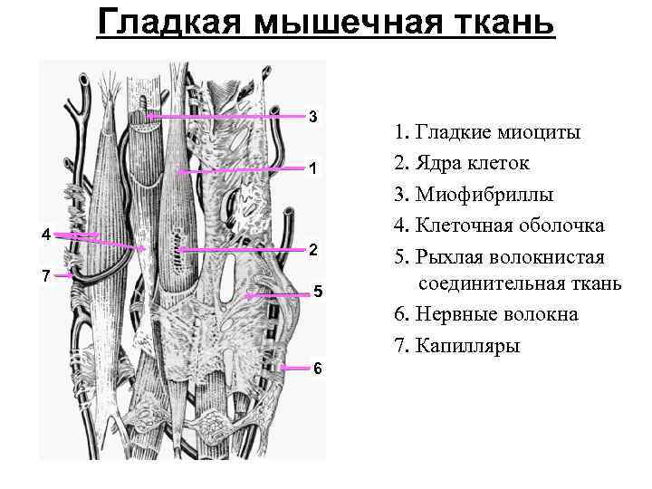 Схема изменения структуры гладкого миоцита до и после сокращения