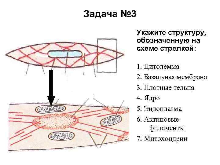 1 схема ультрамикроскопического строения основной обонятельной области