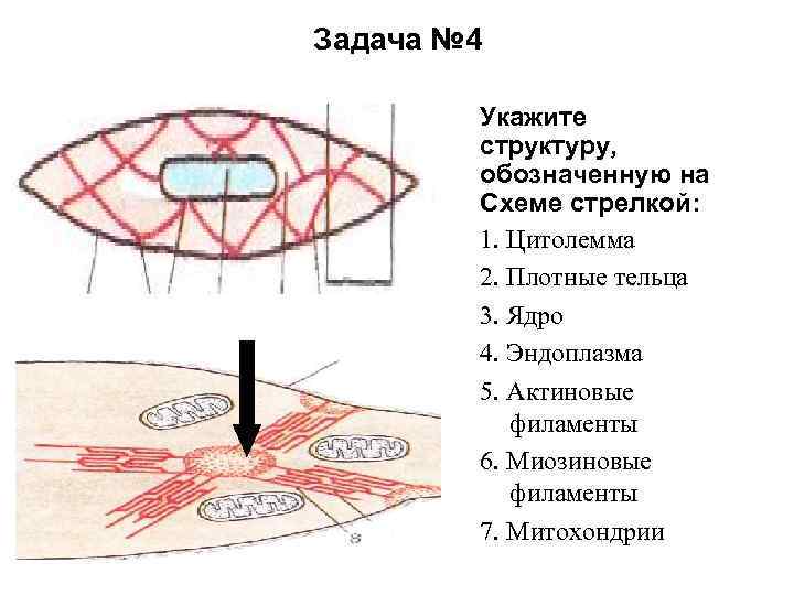 Задача № 4 Укажите структуру, обозначенную на Схеме стрелкой: 1. Цитолемма 2. Плотные тельца