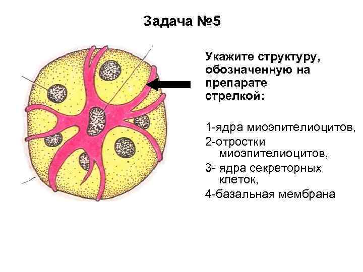 Укажите структуру