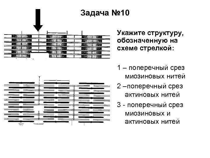 Задача № 10 Укажите структуру, обозначенную на схеме стрелкой: 1 – поперечный срез миозиновых