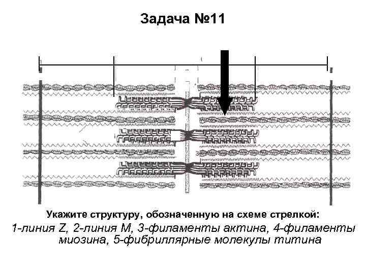 Задача № 11 Укажите структуру, обозначенную на схеме стрелкой: 1 -линия Z, 2 -линия