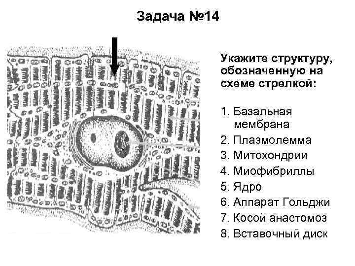 Схема плазмолеммы гистология