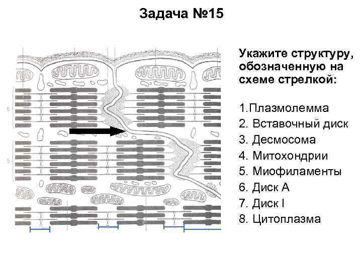 Задача № 15 Укажите структуру, обозначенную на схеме стрелкой: 1. Плазмолемма 2. Вставочный диск