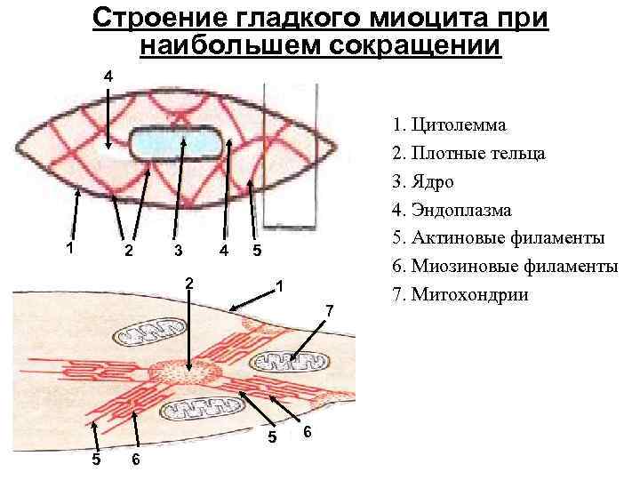 Схема изменения структуры гладкого миоцита до и после сокращения