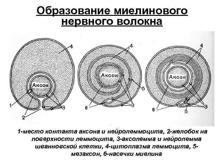 Образование миелинового нервного волокна 6 6 1 -место контакта аксона и нейролеммоцита, 2 -желобок