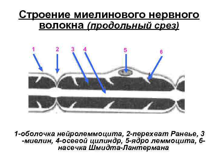 Строение миелинового нервного волокна (продольный срез) 1 2 3 4 5 6 1 -оболочка