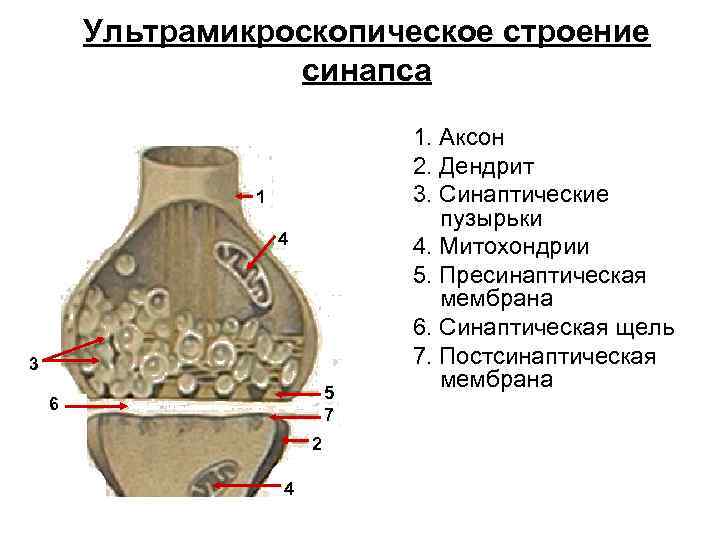 Ультрамикроскопическое строение синапса 1 4 3 5 7 6 2 4 1. Аксон 2.