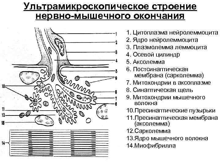 Ультрамикроскопическое строение нервно-мышечного окончания 1. Цитоплазма нейролеммоцита 2. Ядро нейролеммоцита 3. Плазмолемма леммоцита 4.