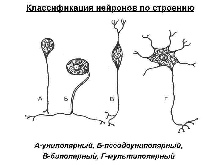 Классификация нейронов по строению А-униполярный, Б-псевдоуниполярный, В-биполярный, Г-мультиполярный 