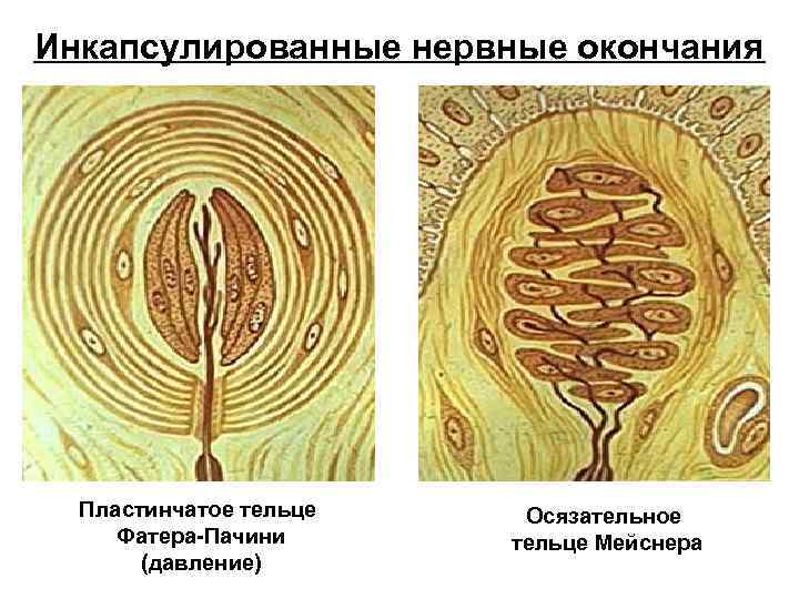 Инкапсулированные нервные окончания Пластинчатое тельце Фатера-Пачини (давление) Осязательное тельце Мейснера 