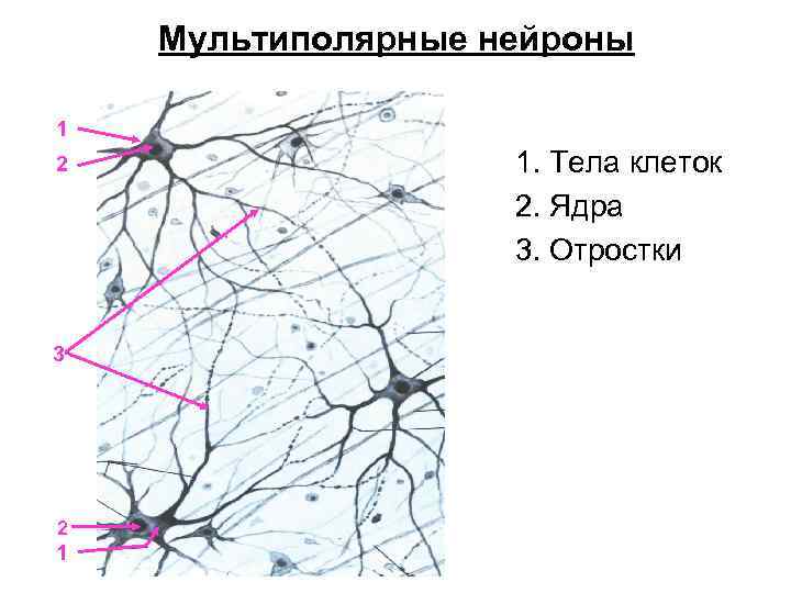 Мультиполярные нейроны 1 2 3 2 1 1. Тела клеток 2. Ядра 3. Отростки